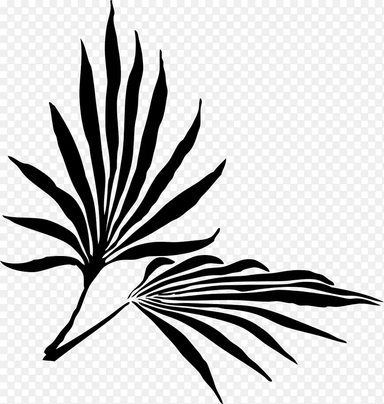 棕榈枝叶槟榔科剪贴画枣棕榈