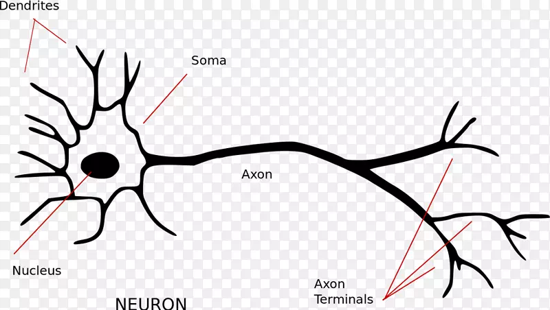 神经元神经系统轴突突触胞体神经元