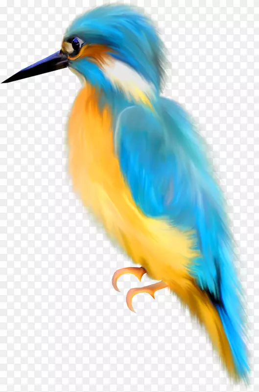 鸟类水彩画绘画夹艺术-照片