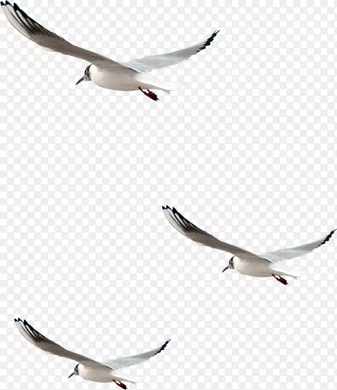 鸟类摄影普通海鸥剪贴画-鸽子