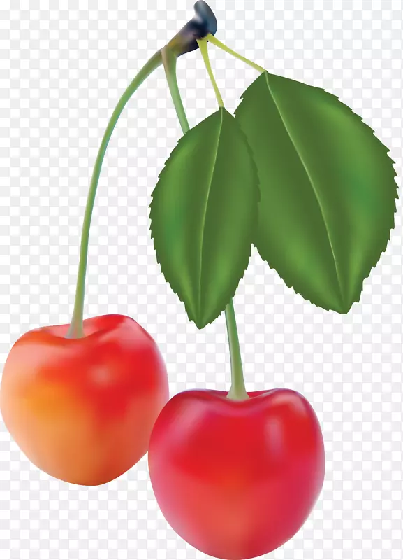 水果封装的后记写实-番茄