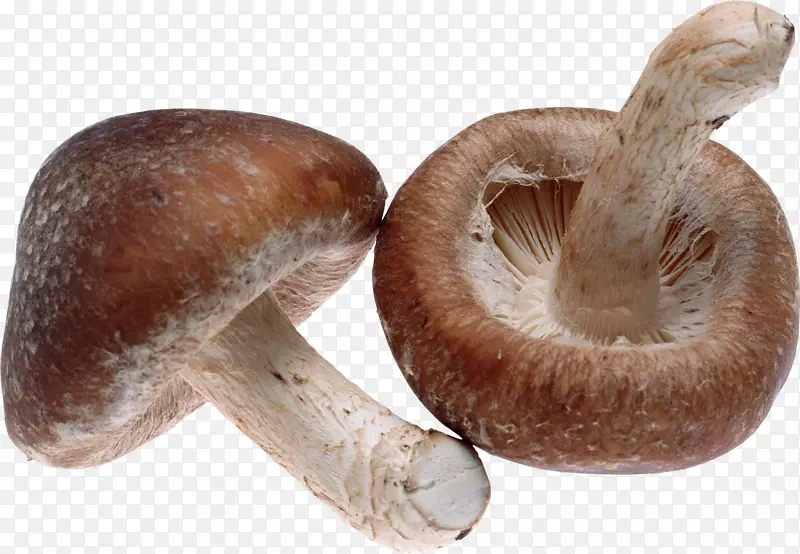 香菇食真菌-蘑菇