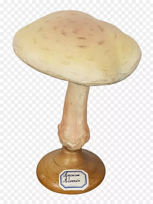 蘑菇-真菌