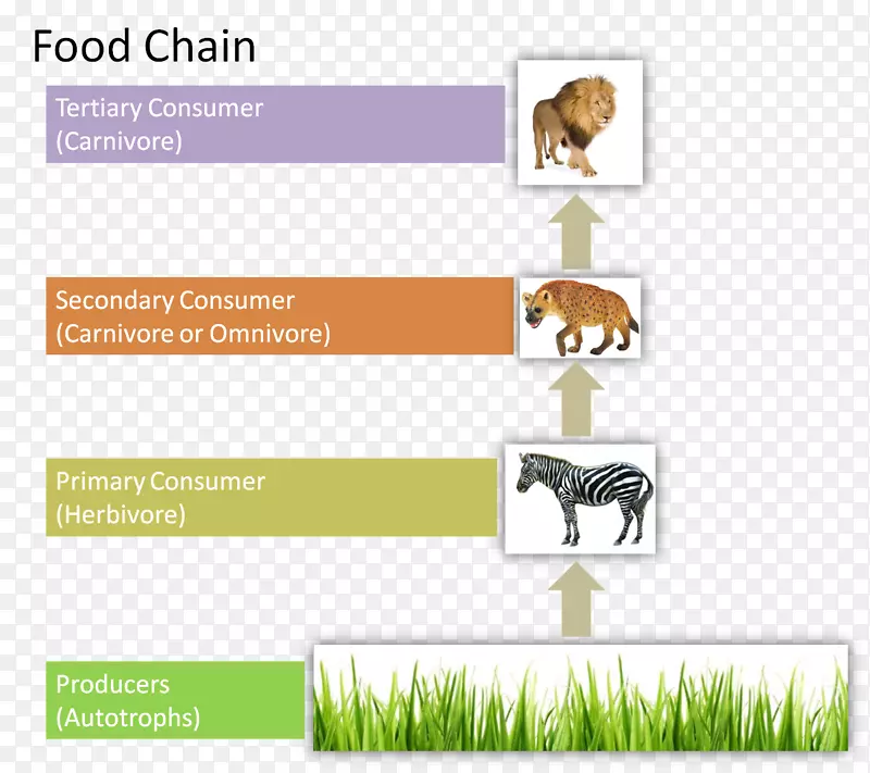 食物链生物能流食物链生态链