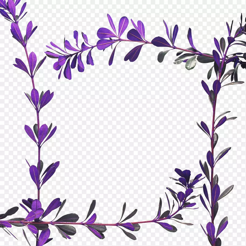 相框摄影紫罗兰花框