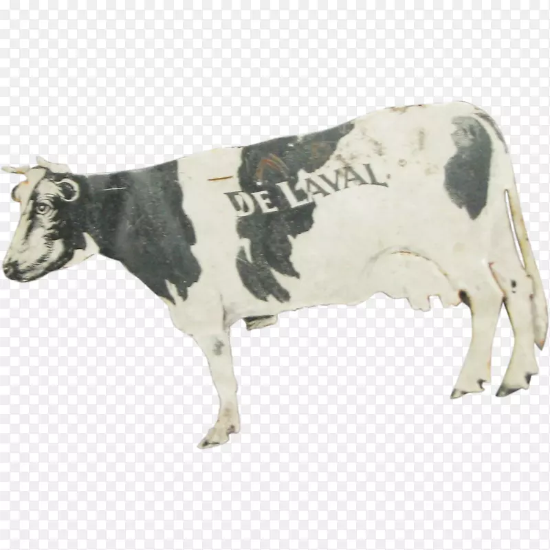 格恩西岛牛，泽西牛，牛犊，纸牛犊-克拉拉贝尔牛