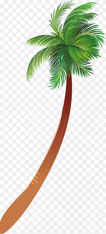 槟榔科木本植物-棕榈树