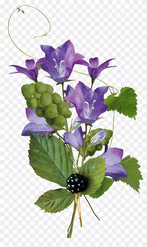 花束切花花型紫蓝花