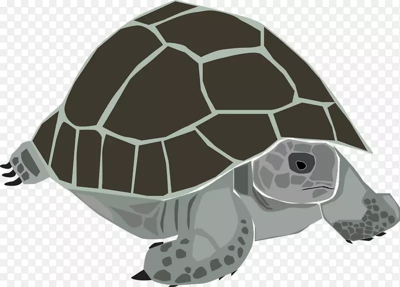 海龟动物园爬行动物德州龟