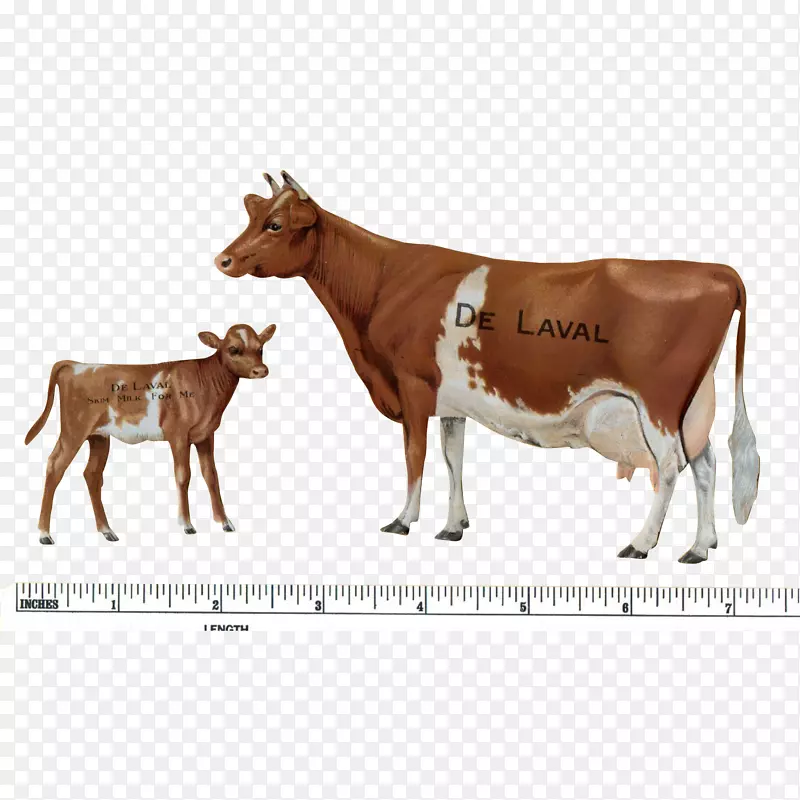 格恩西岛牛，小牛，泽西牛，牛肉牛，乳牛，克拉拉贝尔牛