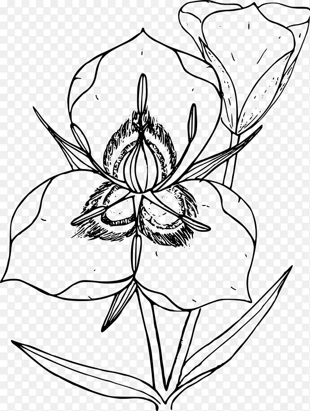 犹他州画线艺术五倍子素描-花卉植物