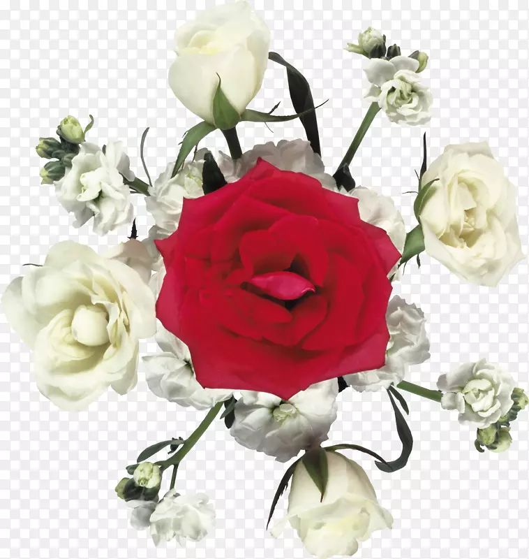 花园玫瑰切花蜈蚣玫瑰海滩玫瑰白色玫瑰