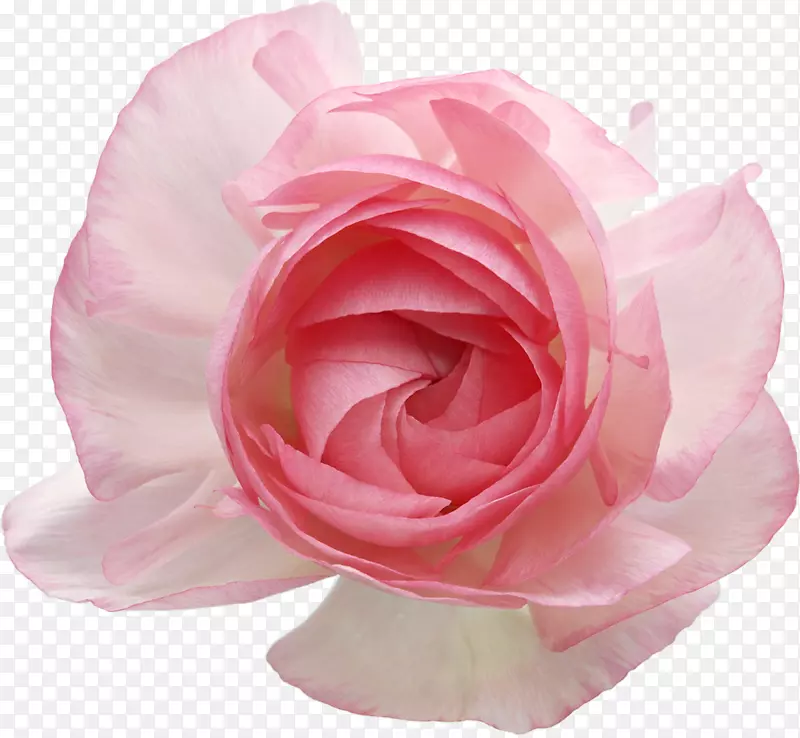 静物：粉色玫瑰花园玫瑰剪贴艺术花