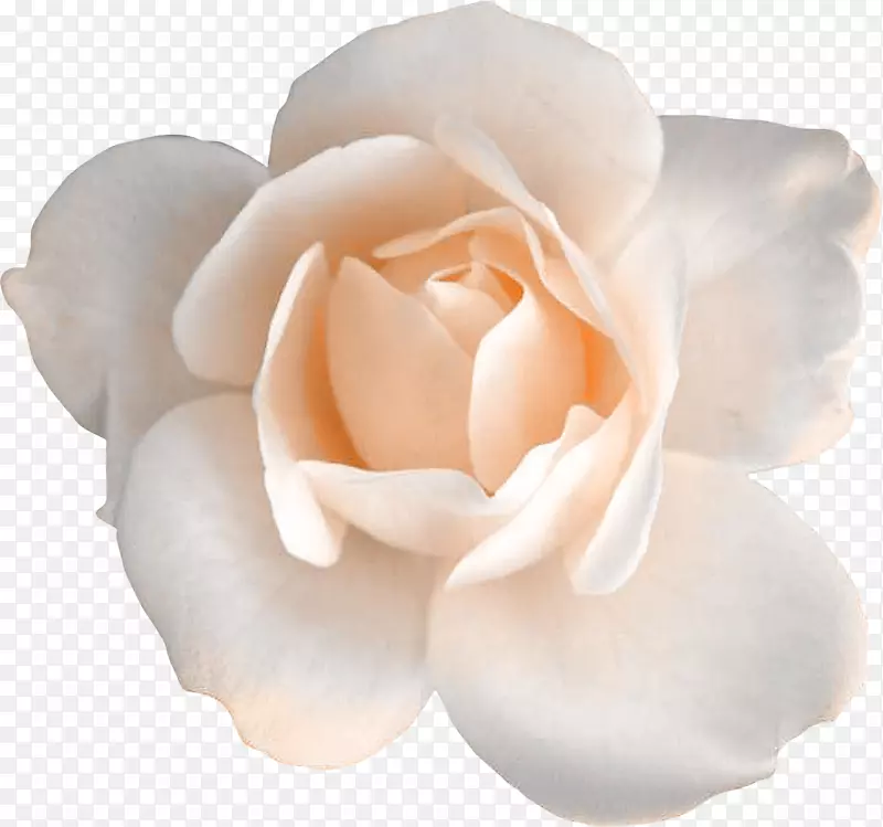 花园玫瑰、蜈蚣玫瑰、花白玫瑰
