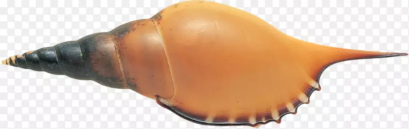 沙滩海螺软体动物-贝壳