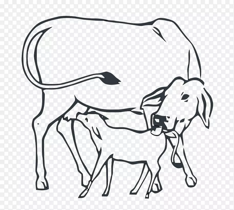 牛-小牛手术印度牵牛