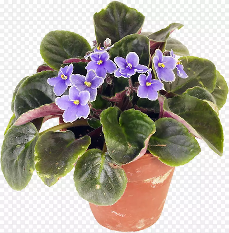 室内植物非洲紫罗兰花盆