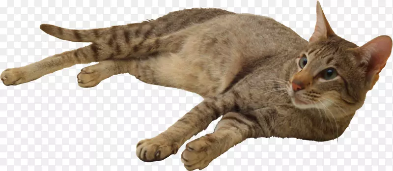 加利福尼亚展开了欧洲的短吻猫科野猫科猫科动物