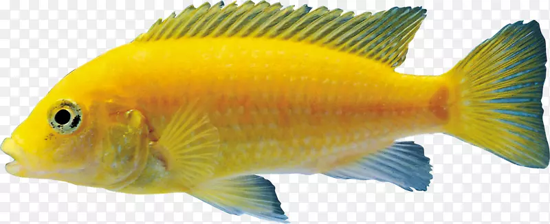 金鱼水族馆珊瑚礁鱼