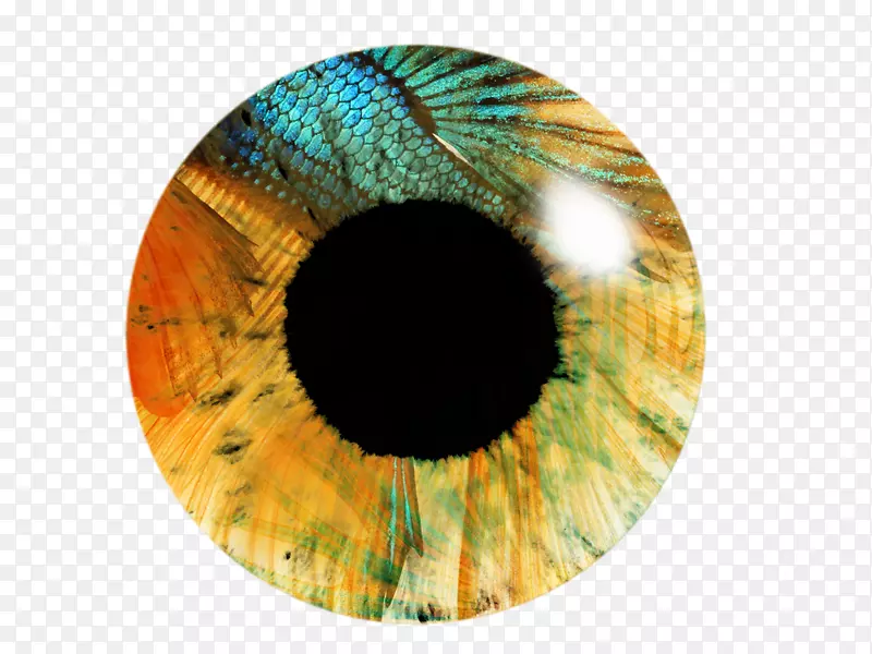 眼睛虹膜图片艺术摄影棚编辑-眼睛