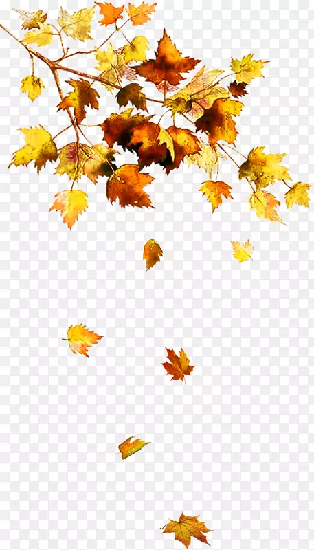 秋叶色树
