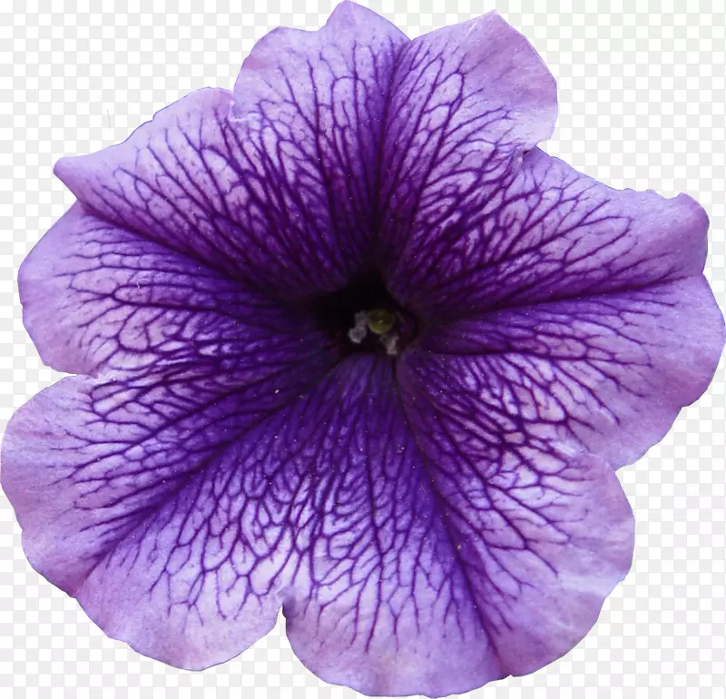 花瓣紫花