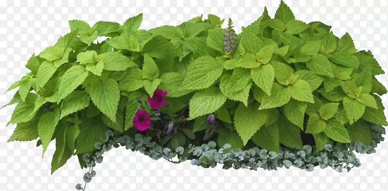 园林上的灌木花园草本植物和花卉：植物，生长，食物-灌木丛。