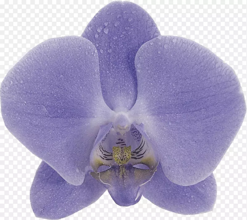 兰花，蝴蝶兰，阿芙罗狄特蓝，紫罗兰，紫兰花