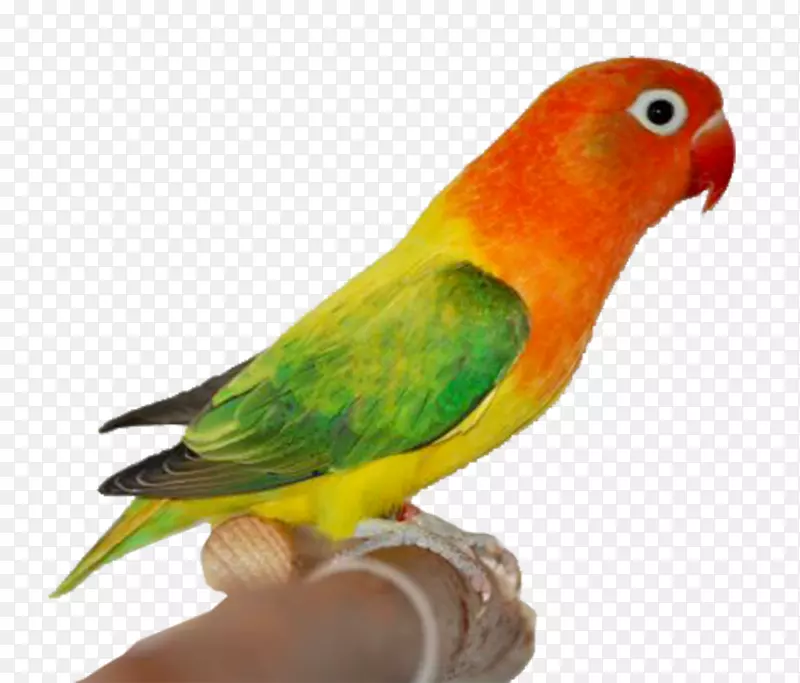 菲舍尔的爱鸟，卢蒂诺红脸的爱鸟，突变的黄色领口的爱鸟-爱的鸟