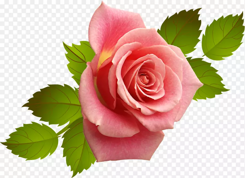 切花、蜈蚣玫瑰、花园玫瑰、玫瑰科-粉红色玫瑰