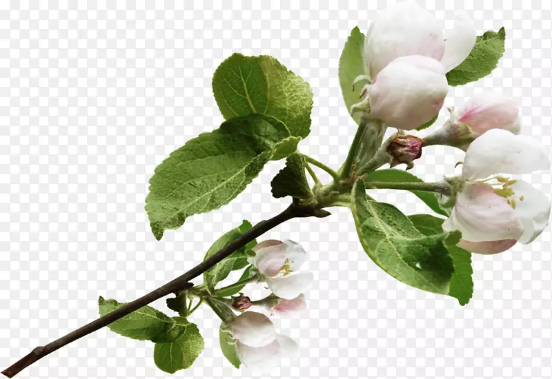 花苹果树插花艺术-春天