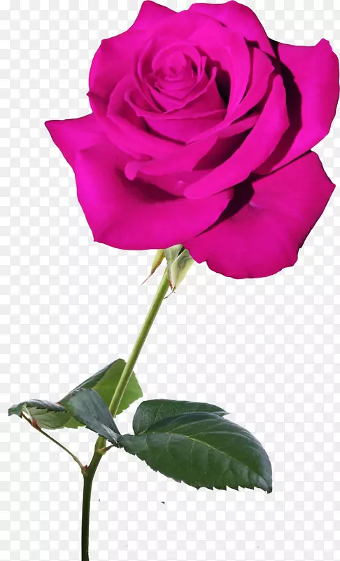 花园玫瑰，花，蓝玫瑰，玫瑰科，蜈蚣玫瑰-粉红色玫瑰