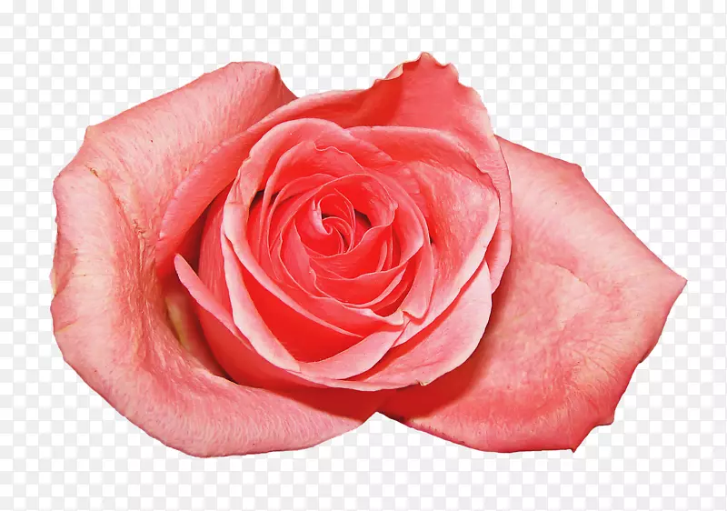 花粉色花园玫瑰海滩玫瑰科-蔷薇