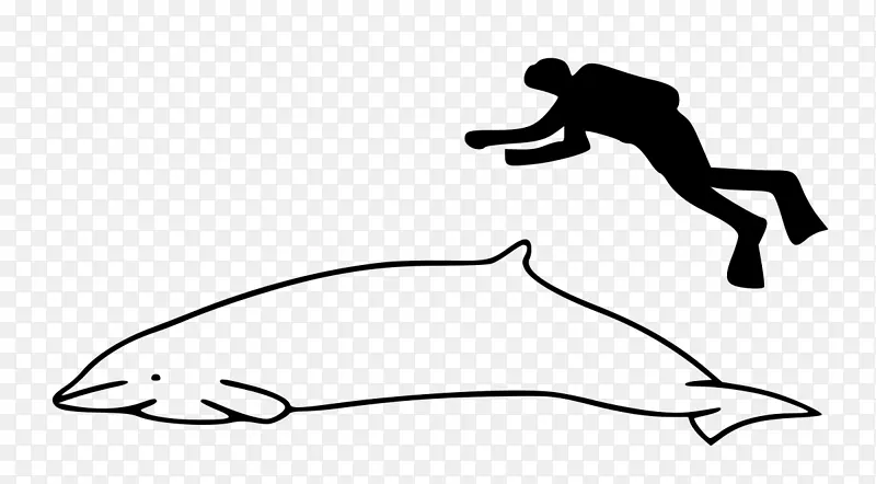 海豚图库溪河海豚短鳍领航鲸独角鲸