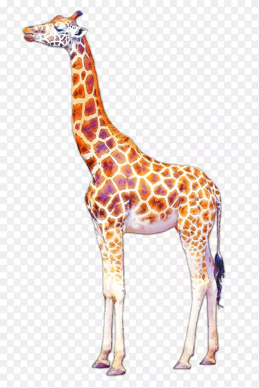 长颈鹿绘画艺术-婴儿动物