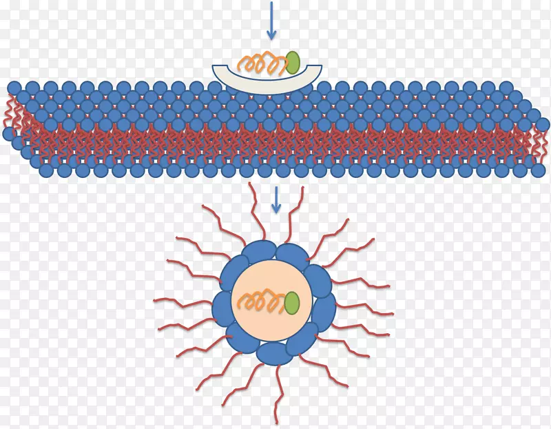 胶束细胞穿透肽脂双层分子的形成