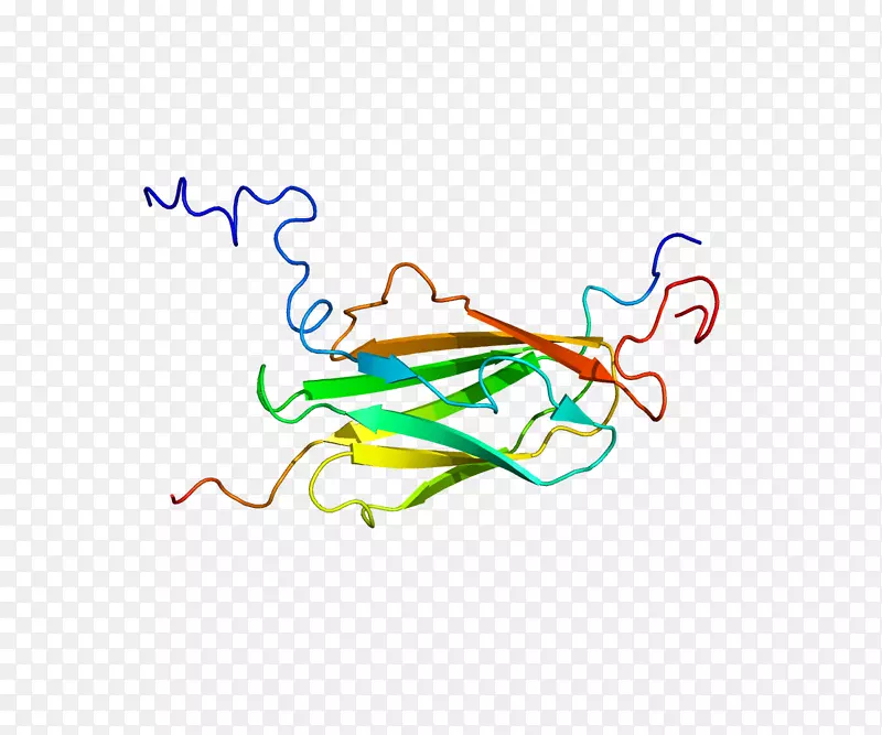 蛋白质丝素肌动蛋白同源盒