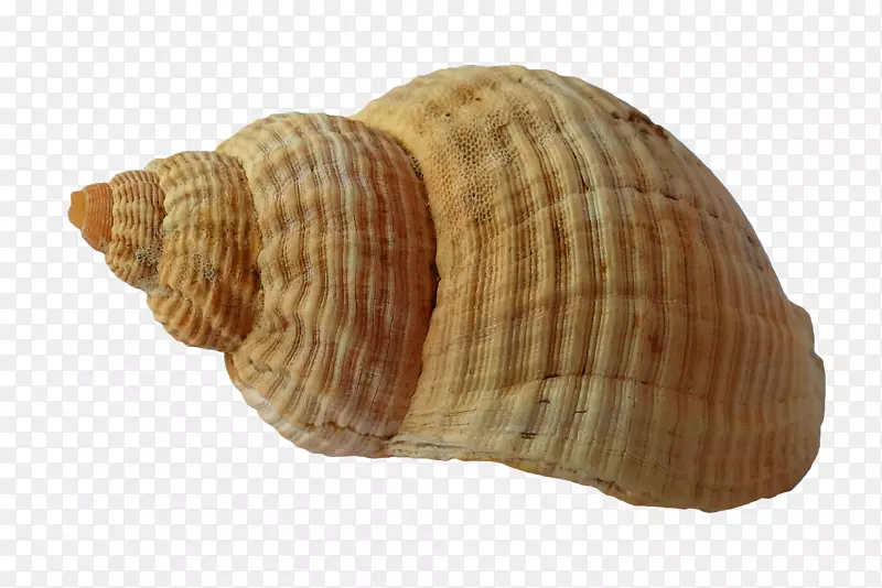 蛤海贝类贝壳滩-海壳
