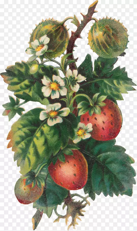 草莓水果食品剪贴画-草莓