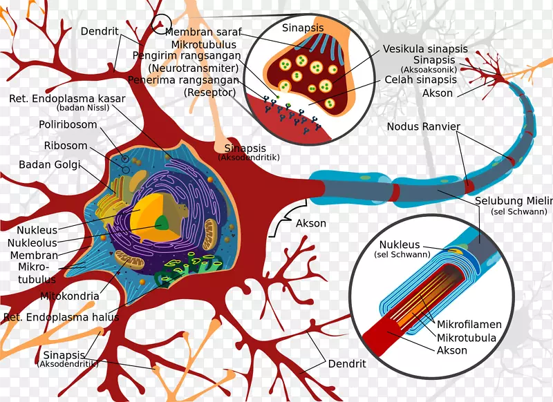 运动神经元细胞神经系统胞体神经元