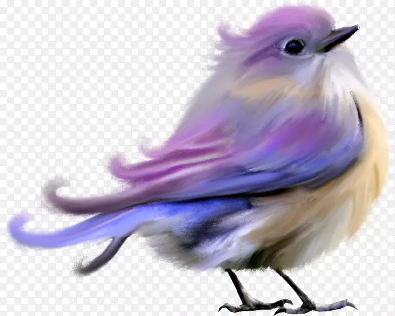 爱鸟蜂鸟剪贴画-孔雀