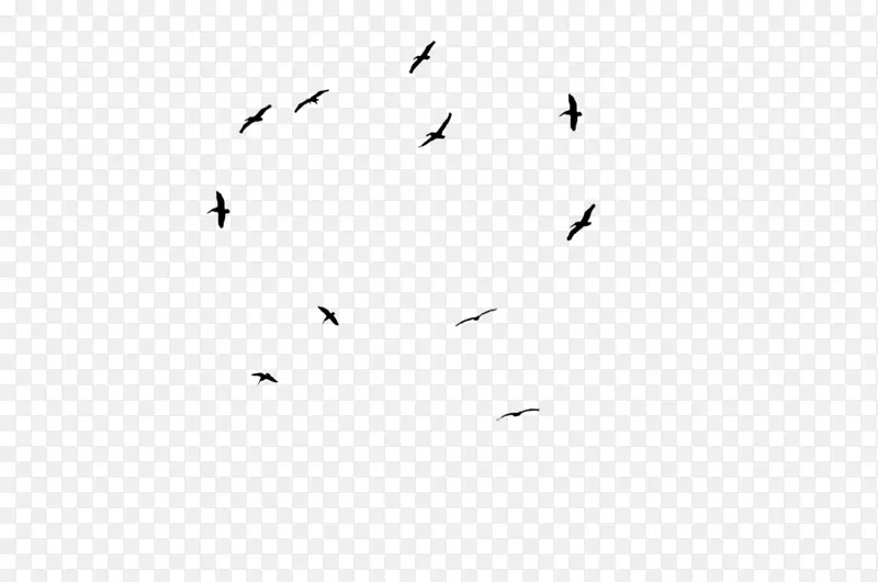 鸟类黑白贴纸摄影-飞鸟