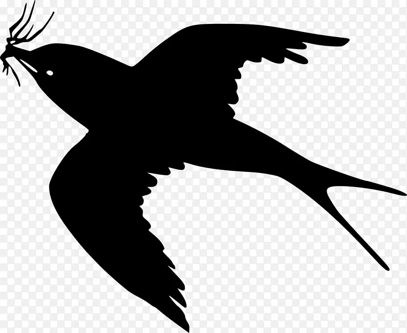 鸟鸥乌鸦画片艺术飞鸟