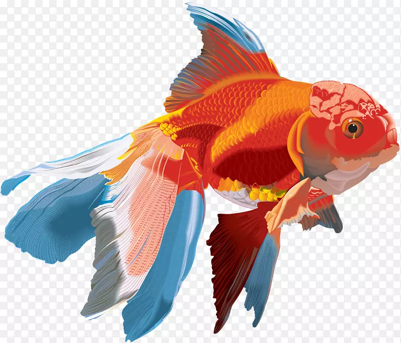 金鱼水彩画-生物