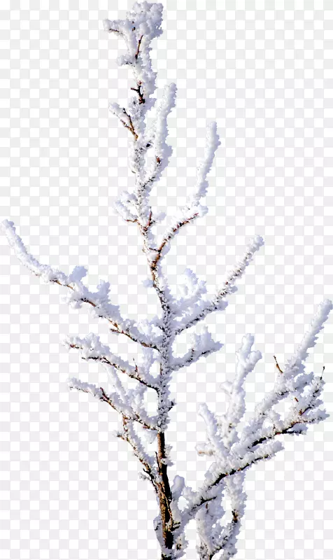 树枝雪片艺术-松树