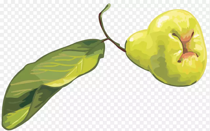 食品水果cdr剪辑艺术-mangosteen