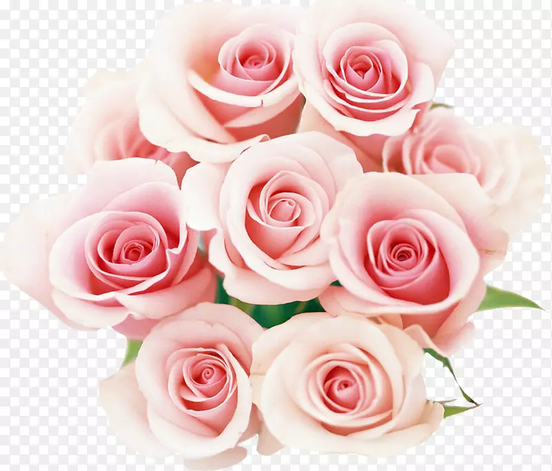 玫瑰粉红色桌面壁纸花-粉红色和蓝色的花