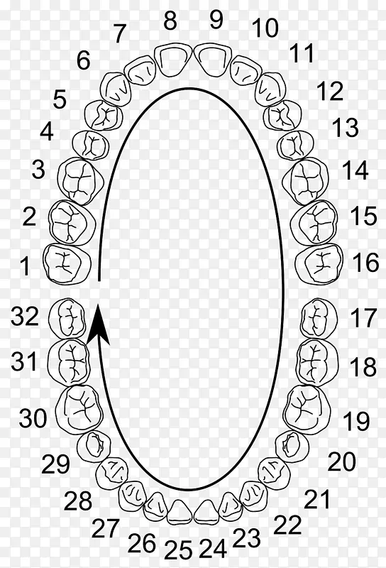 通用编号系统，牙科符号，人类牙齿，fdi，世界牙科联合会，牙医-婴儿牙
