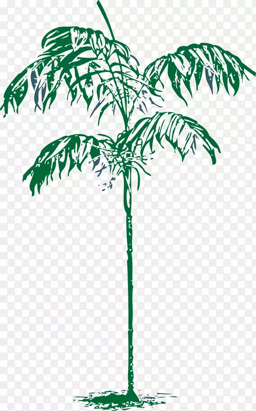 槟榔科树画夹艺术棕榈树
