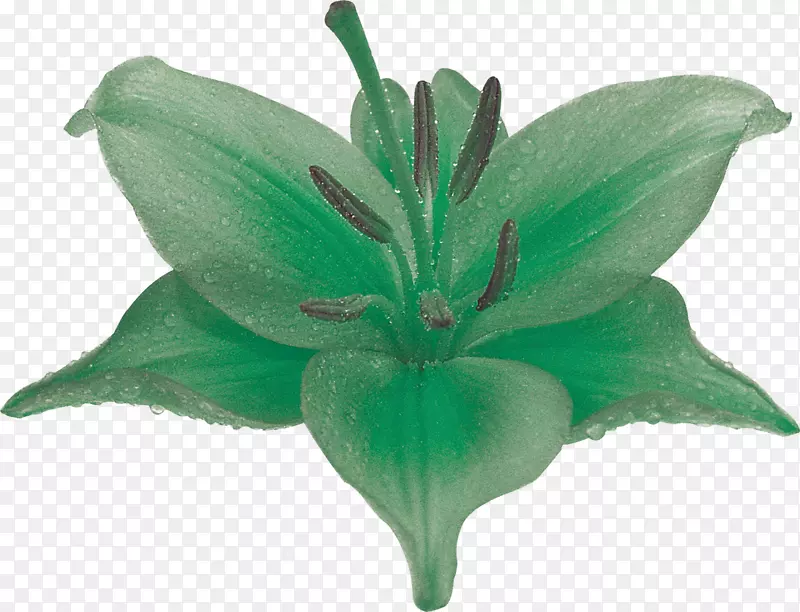 百合花摄影植物绿百合